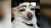 Dogi