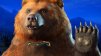 Grizzly
